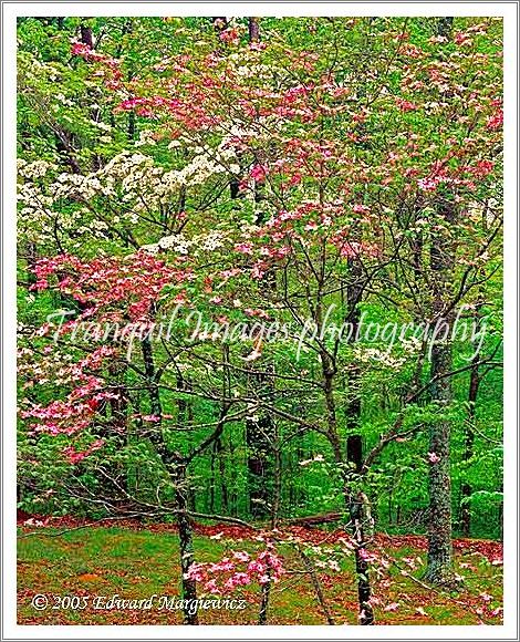 450390 Flowering dogwoods in Bernheim Aboretum, Kentucky